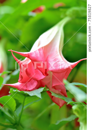 Flower morning glory Flower morning glory 75819827