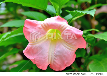 Flower morning glory 75819900