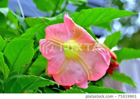 Flower morning glory Flower morning glory 75819901