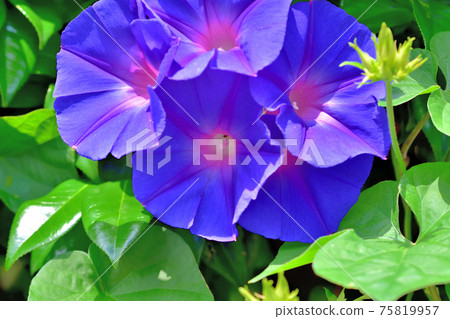 藍紫色牽牛花 藍紫色牽牛花 75819957