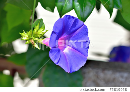 藍紫色牽牛花 藍紫色牽牛花 75819958