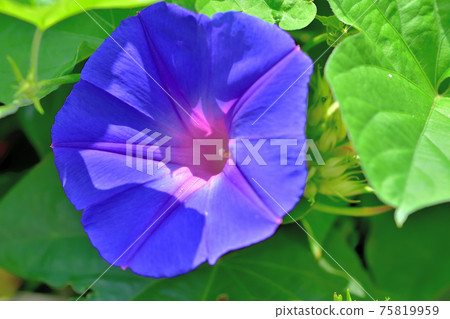 藍紫色牽牛花 藍紫色牽牛花 75819959