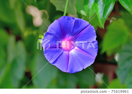 Blue-purple morning glory 75819961