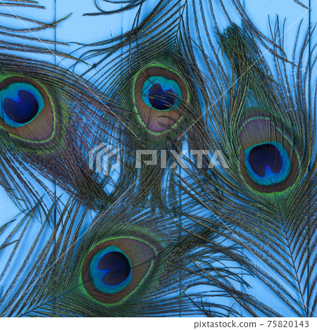 Four peacock feathers 75820143