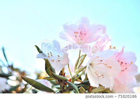 Kisakusa花 75820186