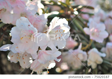 芽已開始開放的石久花的花 芽已開始開放的石久花的花 75820187