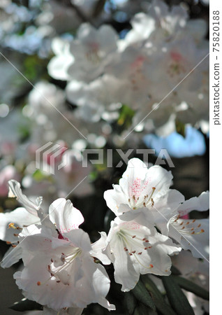 Kisakusa花 75820188