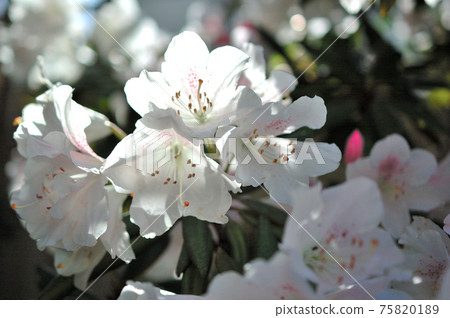 芽已開始開放的石久花的花 芽已開始開放的石久花的花 75820189