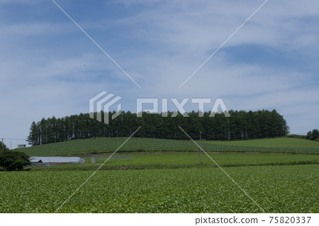 Forests and fields like hornworms Forests and fields like hornworms 75820337