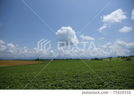 Potato flowering field and potato cloud Potato flowering field and potato cloud 75820338