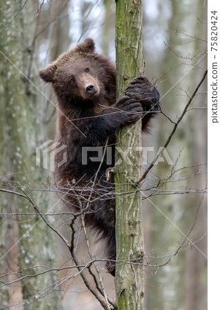 Bear cub clings to the side of the tree 75820424