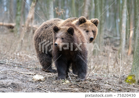 Brown bear in the forest up close. Wild animal in the natural habitat Brown bear in the forest up close. Wild animal in the natural habitat 75820430