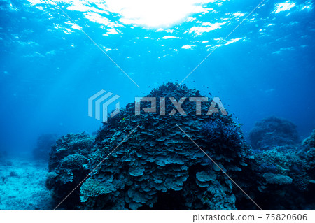 Beautiful coral in the sea Beautiful coral in the sea 75820606