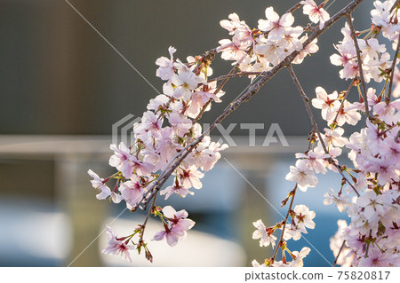 死棕色櫻桃樹 死棕色櫻桃樹 75820817