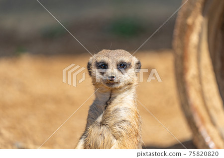 meerkat  75820820