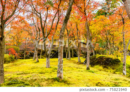 Hakone Museum of Autumn Leaves, Kanagawa Prefecture Moss Garden 75821940
