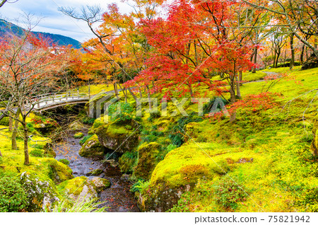 Hakone Museum of Autumn Leaves, Kanagawa Prefecture Moss Garden Hakone Museum of Autumn Leaves, Kanagawa Prefecture Moss Garden 75821942