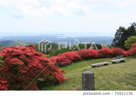 Tatsuganesan山的杜鵑花殖民地風景（宮城縣南三陸鎮Utatsu） 75822136