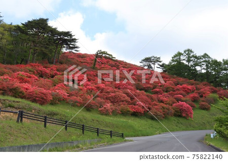 Tatsuganesan山的杜鵑花殖民地風景(宮城縣南三陸鎮Utatsu) Tatsuganesan山的杜鵑花殖民地風景(宮城縣南三陸鎮Utatsu) 75822140