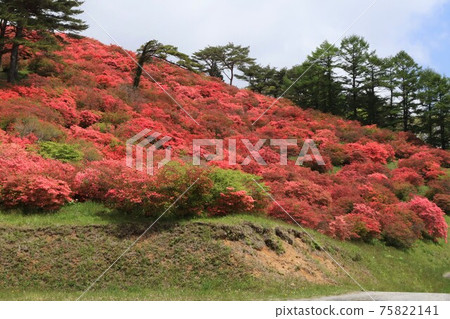 Tatsuganesan山的杜鵑花殖民地風景(宮城縣南三陸鎮Utatsu) Tatsuganesan山的杜鵑花殖民地風景(宮城縣南三陸鎮Utatsu) 75822141