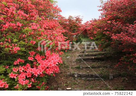 Tatsuganesan山的杜鵑花殖民地風景(宮城縣南三陸鎮Utatsu) Tatsuganesan山的杜鵑花殖民地風景(宮城縣南三陸鎮Utatsu) 75822142