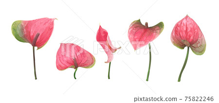 A set of five different Anthurium flowers isolated on a white background 75822246