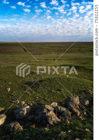 Sheep return home from pasture along a mountain road. The herd of cattle goes along a narrow path. The shepherd drives the flock to a watering hole. Vertical image 75822255