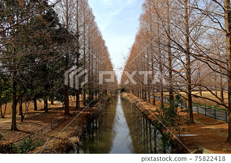 Metasequoia trees in the park Metasequoia trees in the park 75822418