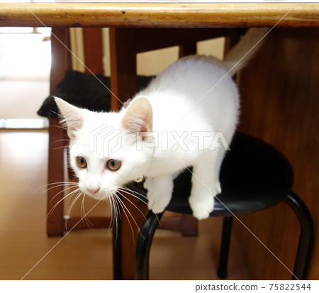 Kitten trying to fly 75822544