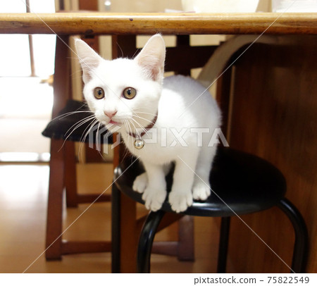 Kitten trying to fly 75822549