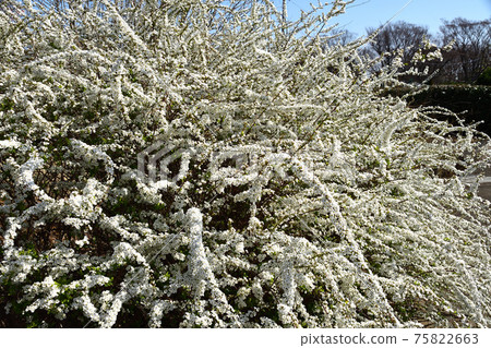繡線菊（繡線菊） 75822663