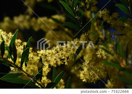 Mimosa acacia (Ginyou acacia) 75822666