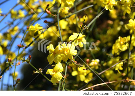 雲南胡梅（上野） 75822667