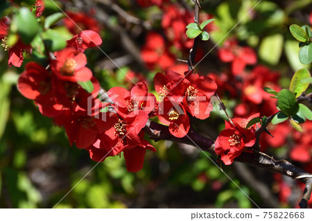 Kiwa（模糊） 75822668