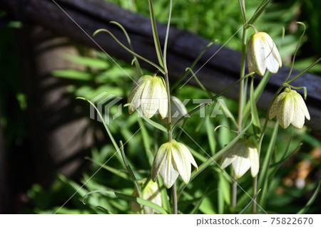 殼母（誘餌） 75822670