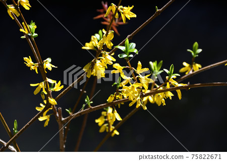 Renjyo（Renjyo） 75822671