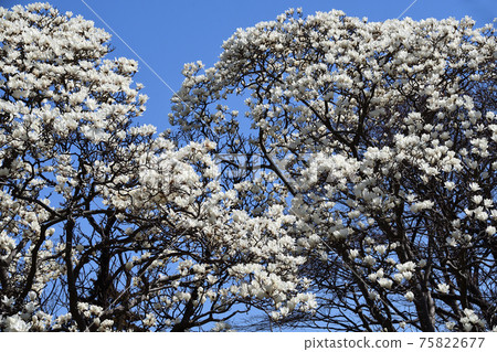 Shiraki蓮花（hakukurenen） 75822677