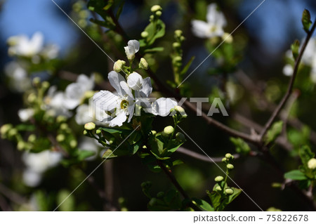 Riki李子(Rearburui) Riki李子(Rearburui) 75822678