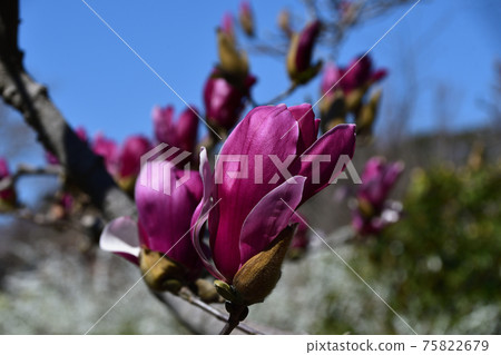 白玉蘭（mikuren） 75822679