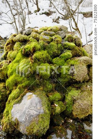 京極町福橋公園的泉水之一 75822800