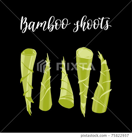 Fresh young bamboo shoots. Healthy nutrition product. Fresh young bamboo shoots. Healthy nutrition product. 75822937