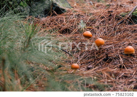 Few poisonous inedible mushrooms among dry needles in a forest with blurred tree branch at the foreground. 75823102