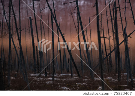 Burnt pine trunks after a forest fire Sunny sunset, evening in the burnt forest. 75823407