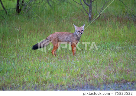Bengal fox, Vulpes bengalensis,, Khandala, Satara, Maharashtra, India Bengal fox, Vulpes bengalensis,, Khandala, Satara, Maharashtra, India 75823522