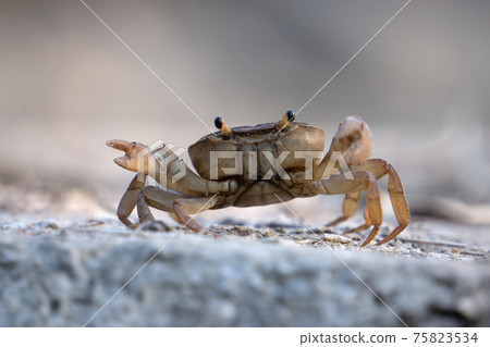 Indian ground crab, Cardisoma carnifex, Satara, Maharashtra, India Indian ground crab, Cardisoma carnifex, Satara, Maharashtra, India 75823534