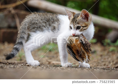 Domestic cat, Felis catus hunting on Rain Quail, Coturnix coromandelica, Satara, Maharashtra, India Domestic cat, Felis catus hunting on Rain Quail, Coturnix coromandelica, Satara, Maharashtra, India 75823565