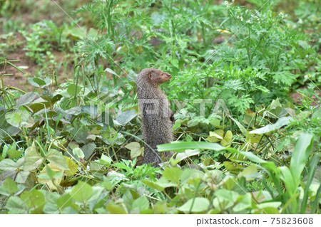Indian grey mongoose, Herpestes edwardsii, Satara, Maharashtra, India 75823608