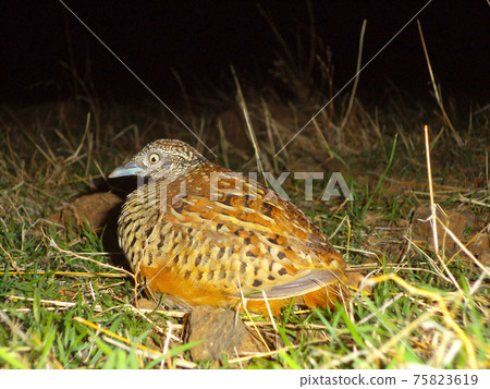 Bush quail, Perdicula Argoondah, Satara, Maharashtra, India 75823619