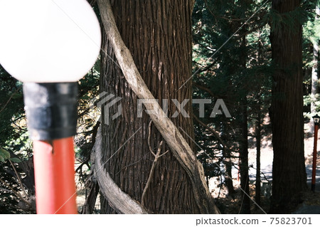 Strings wrapped around a cedar tree Strings wrapped around a cedar tree 75823701