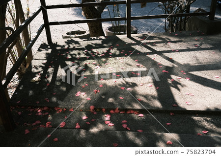 Camellia petals that fell to the ground 75823704
